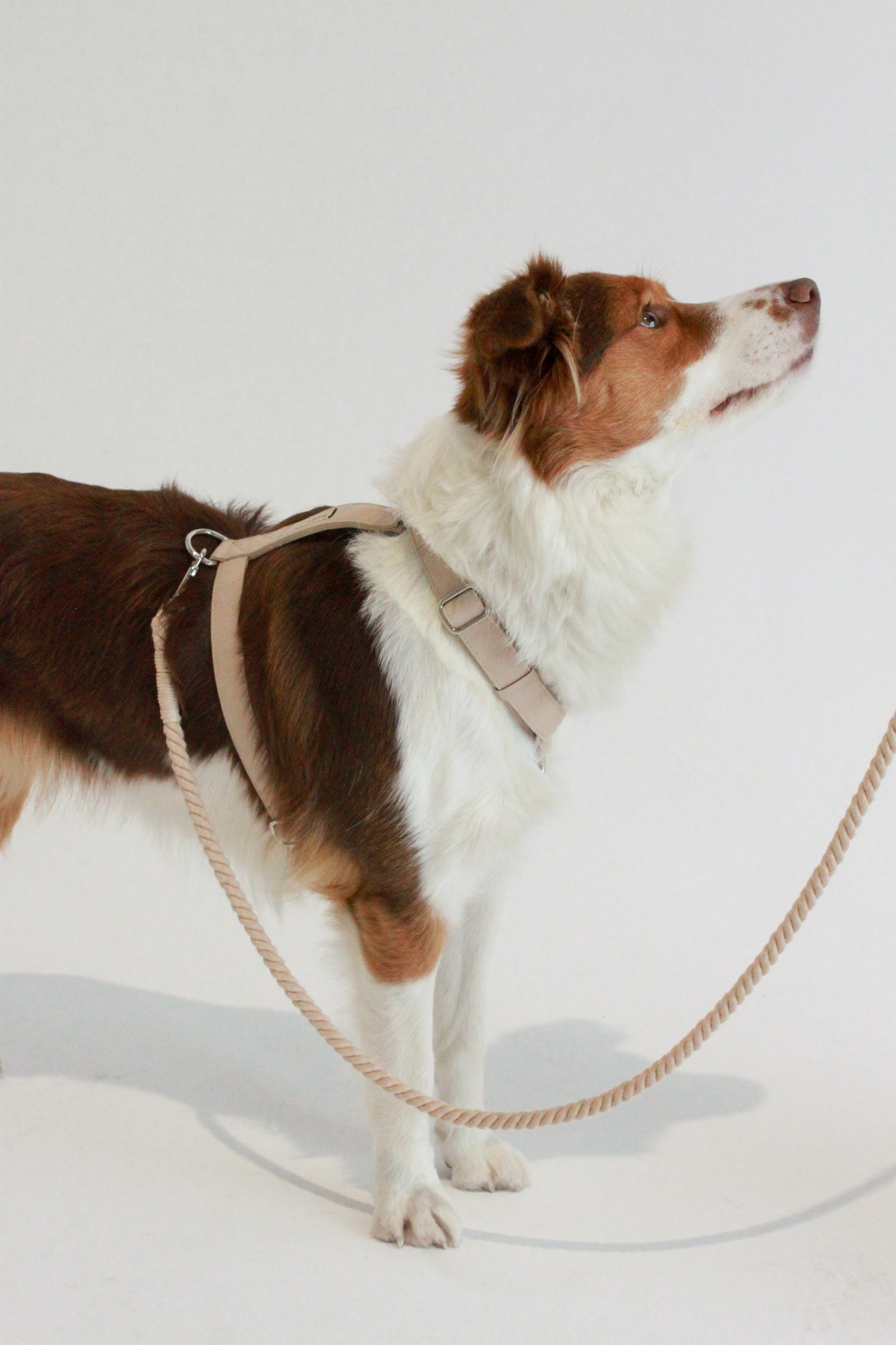 Frankie Harness