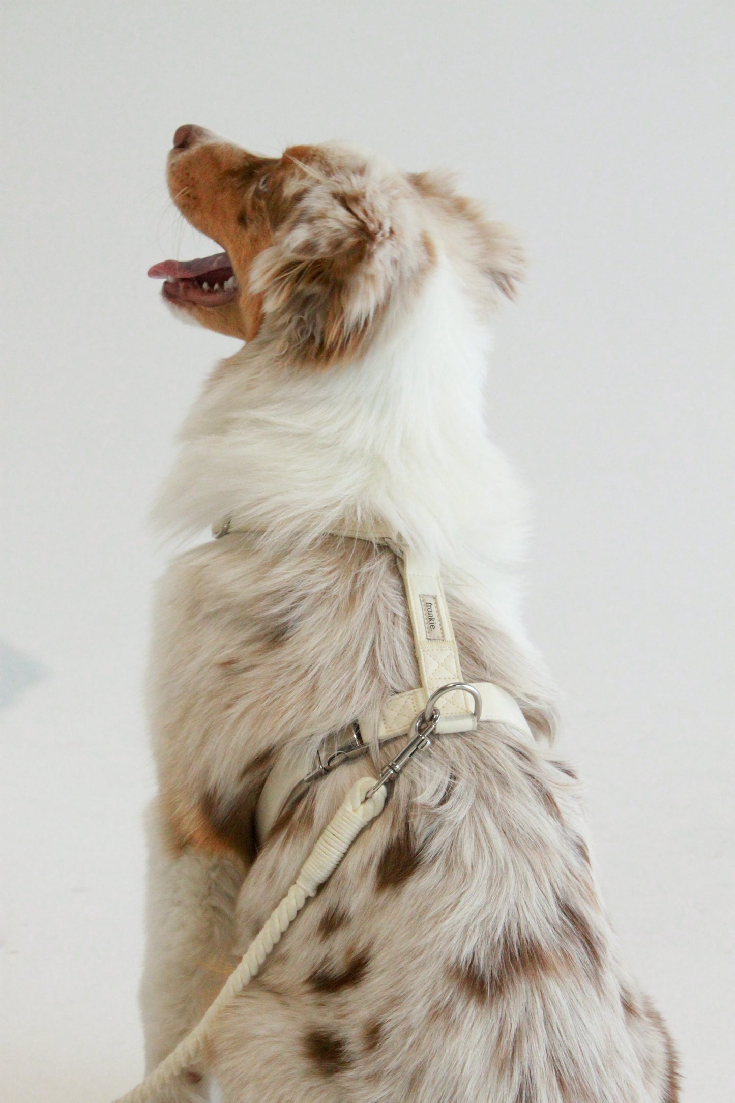 Frankie Harness