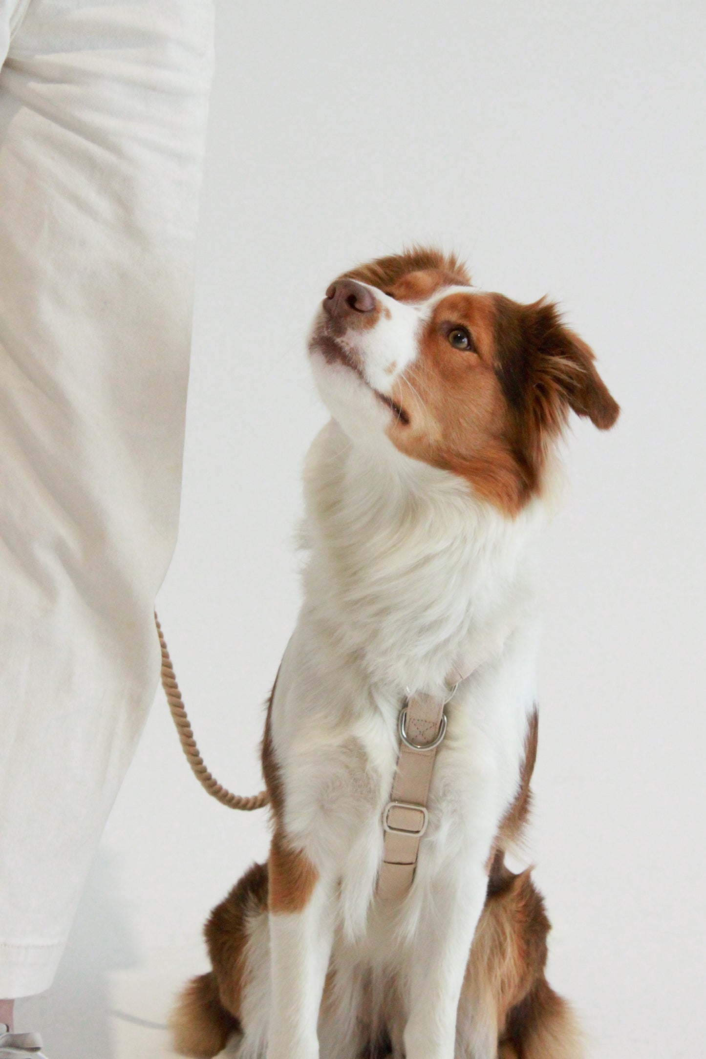 Frankie Harness