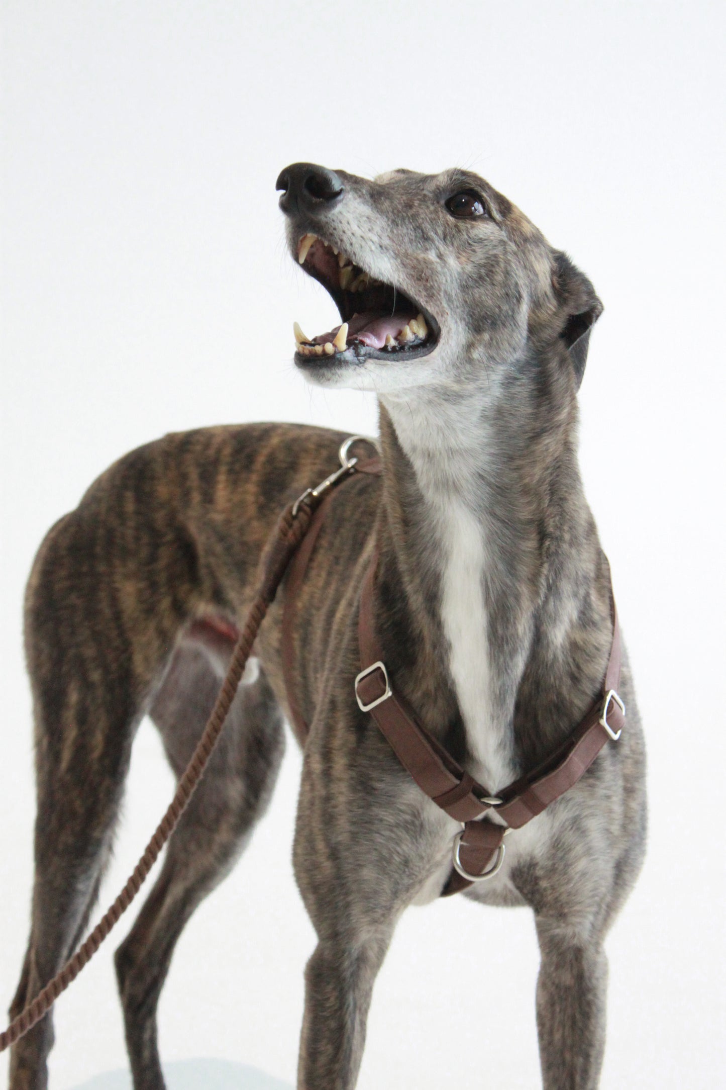 Frankie Harness