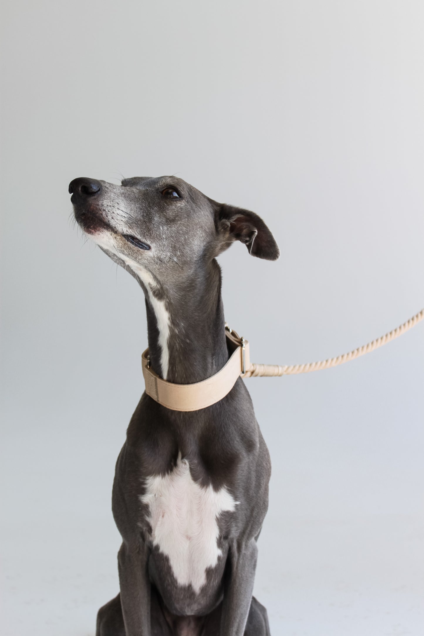 Martingale Collar