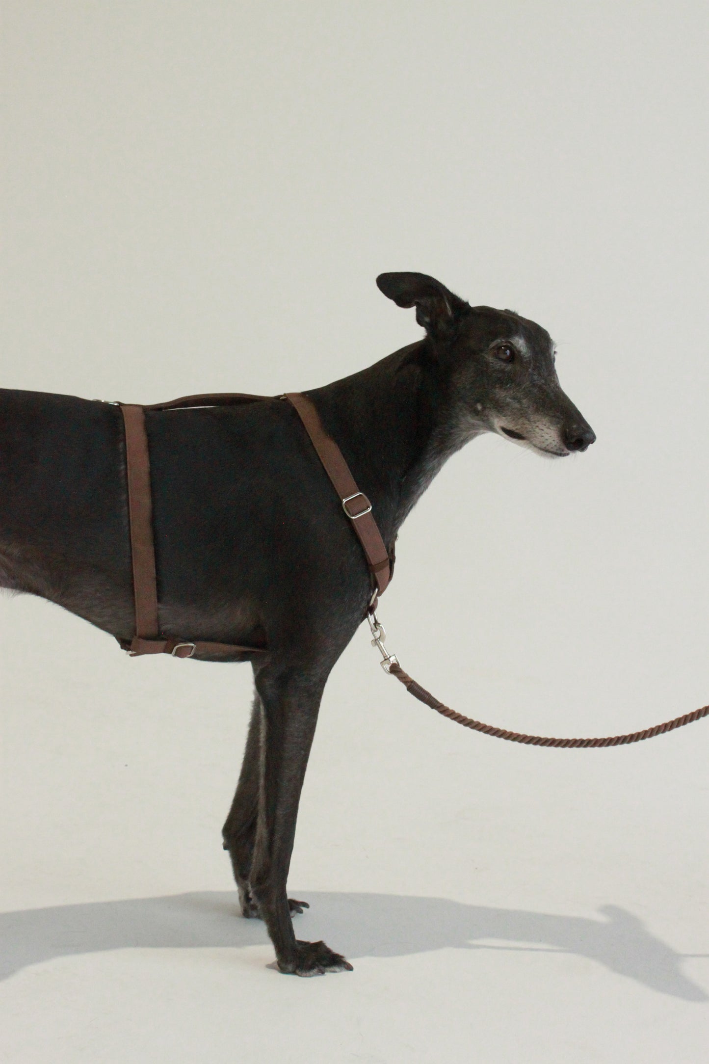 Frankie Harness