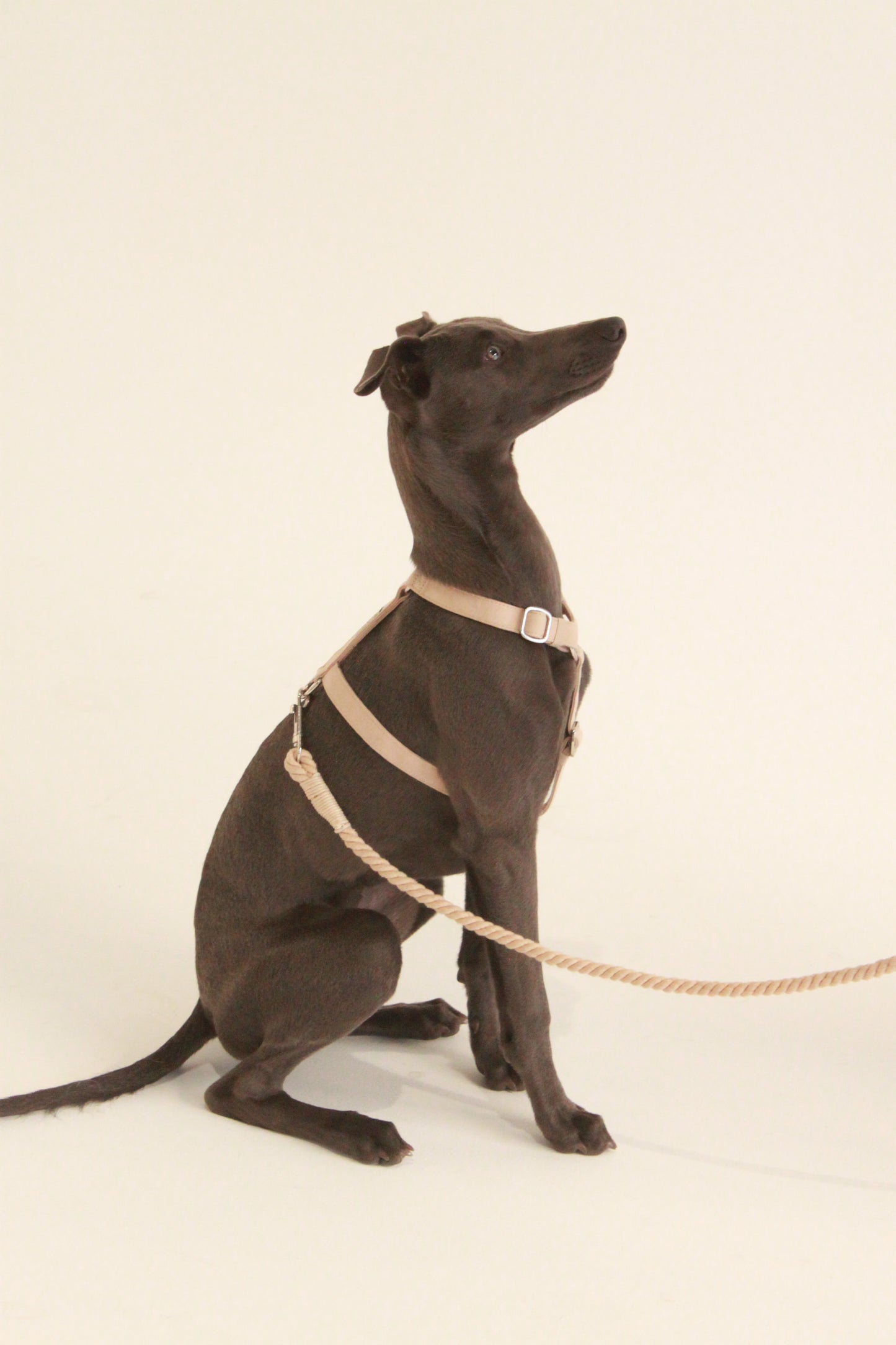 Frankie Harness