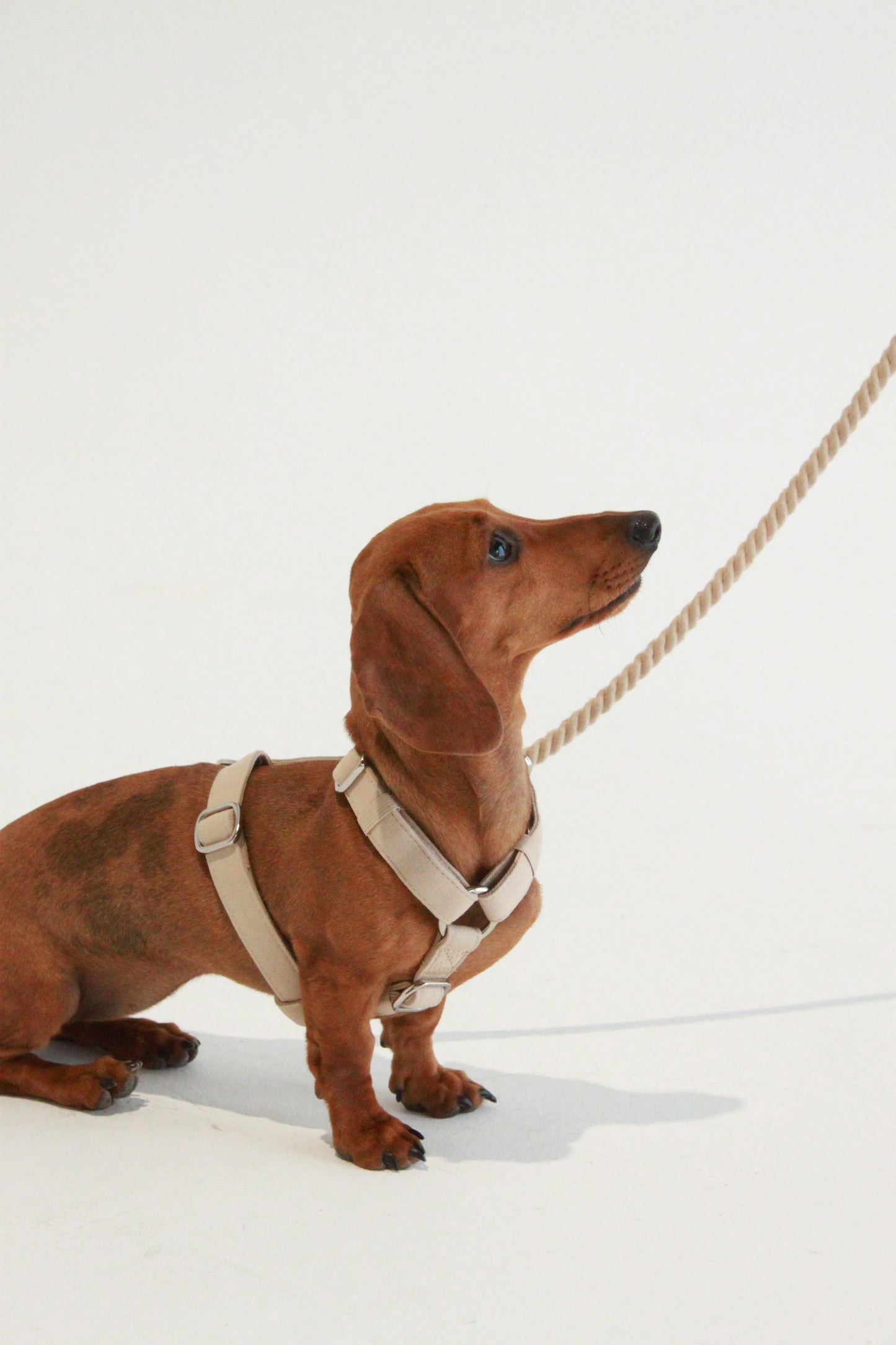 Frankie Harness