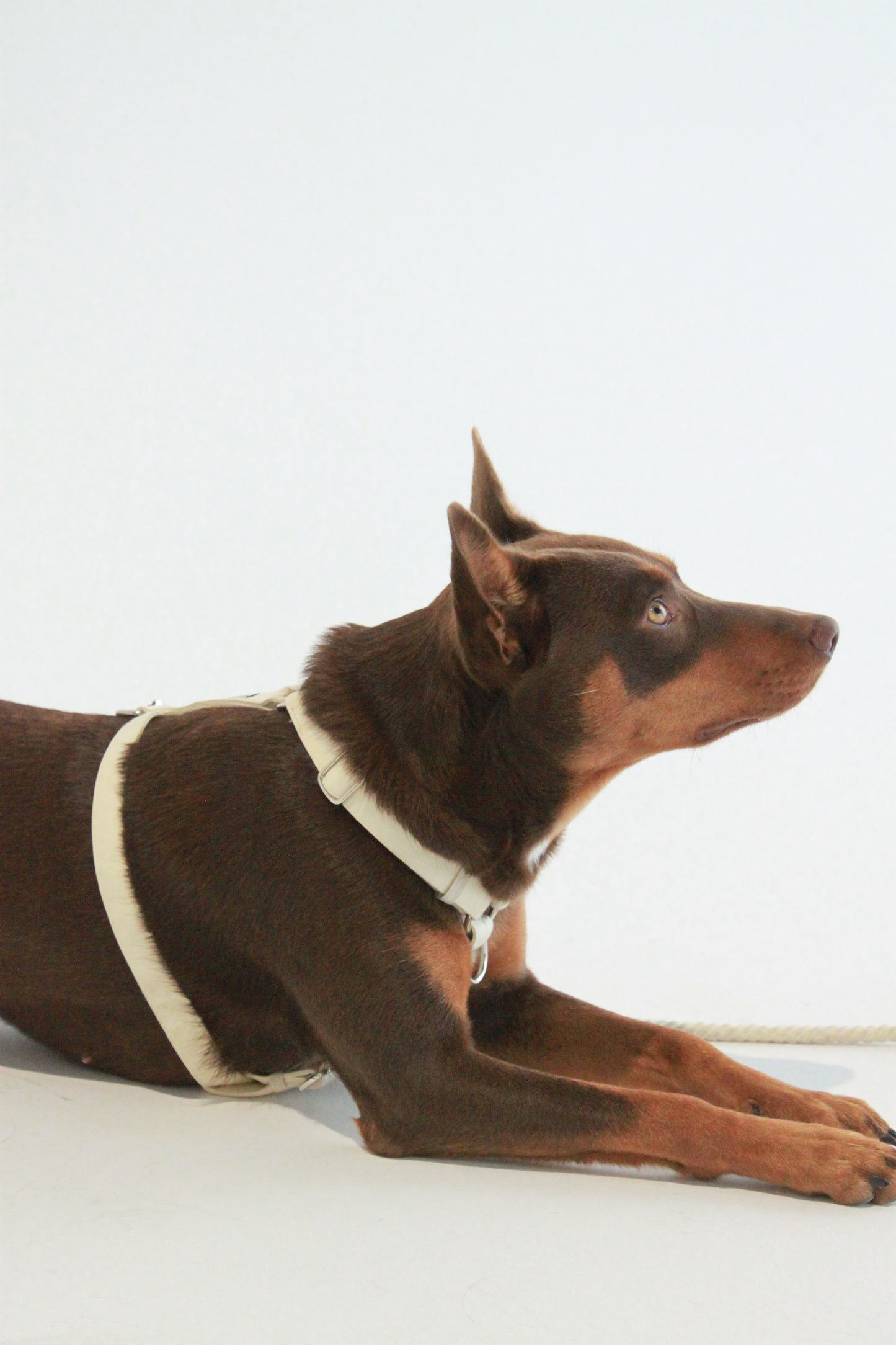 Frankie Harness