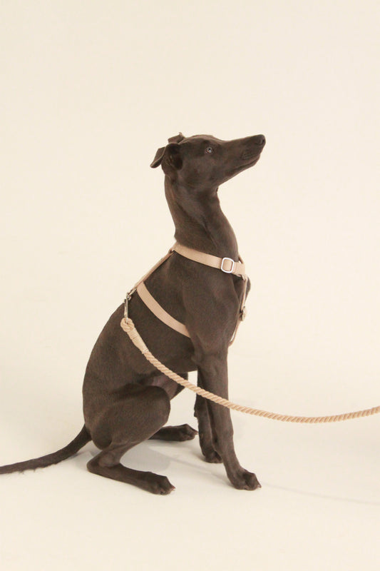 Frankie Harness