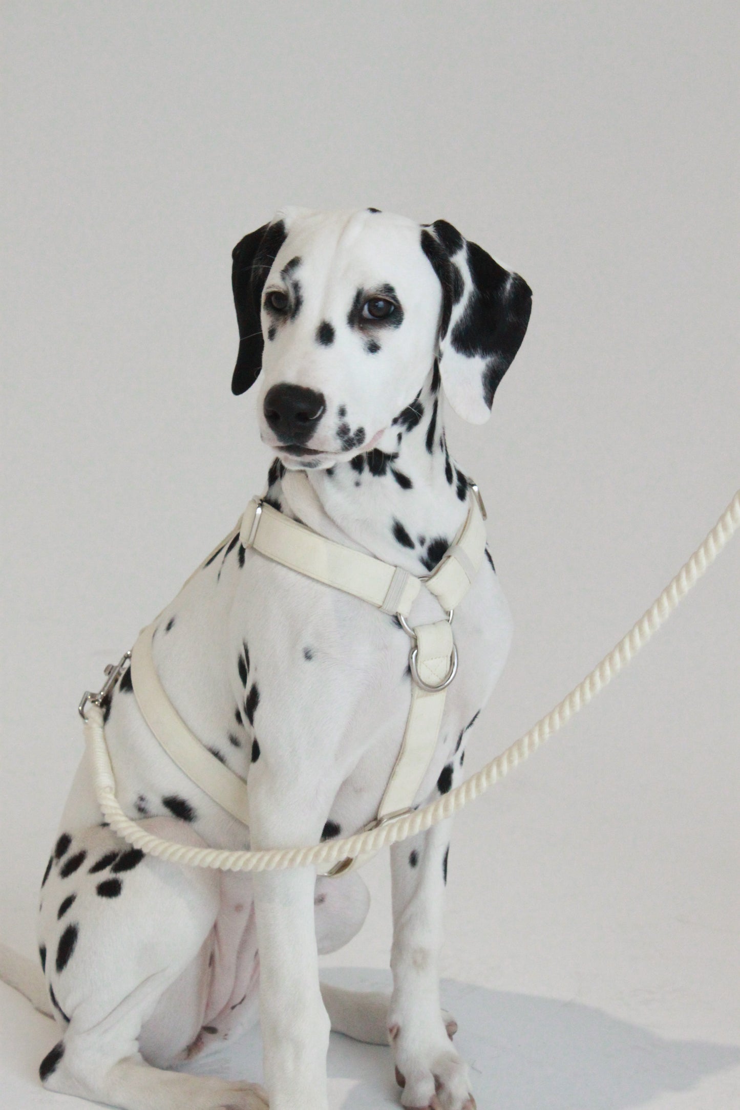 Frankie Harness